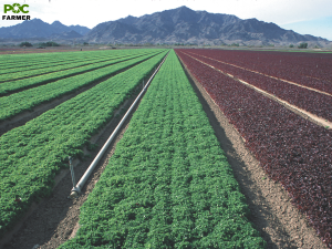 Pocfarmer Announces Strategic Partnership with Multiple Lettuce Farms in Salinas Valley