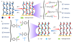 Why thickness matters: revealing a hidden lever in pH-responsive polymer surfaces