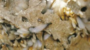 Universal Pest & Termite Issues 2026 Spring Infestation Forecast for Virginia Beach Homeowners