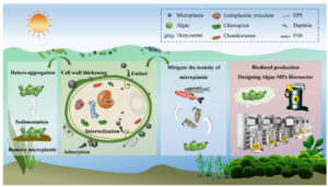 Tiny plastics, Green solutions: how algae could help clean polluted waters