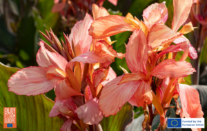 Summer-Flowering Bulbs Positioned as Entry Point for First-Time Gardeners