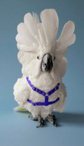 Smithfield’s Therapy Pet, Boo Hurst is Competing Nationally to Support Health and Well-being Through Pet Partners