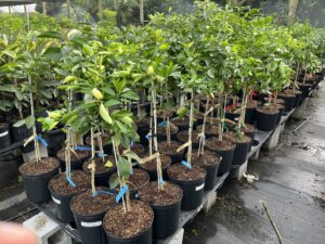 Everglades Farm Names the Most Popular Citrus Trees  for Florida Home Gardeners