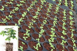 NutriHarvest® Highlights Strong Greenhouse Seedling Establishment Across Multiple Plant Types