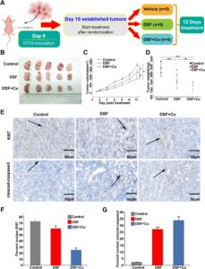 Metabolic Enzyme Identified as Selective Vulnerability in APC-Deficient Cancer Cells