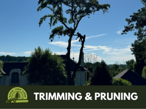 Rapid Tree Care Expands Professional Tree Services to Support Property Safety Across Warminster
