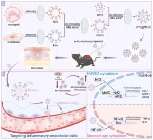 A dual-targeted nanotherapy rewrites the rules of diabetic wound repair