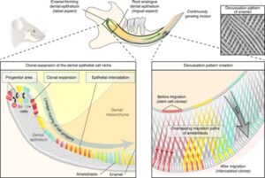 Decoding the Pattern and Mechanisms that Provide Hardness to Tooth Enamel