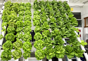Aquaponics USA Celebrates National Ag Week With A Lettuce Wall Give Away
